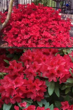 Vivid Azalea - 1 Gallon Pot 12 Vivid Azalea - 1 Gallon Pot -Wilson Bros Gardens azalea vivid red 4