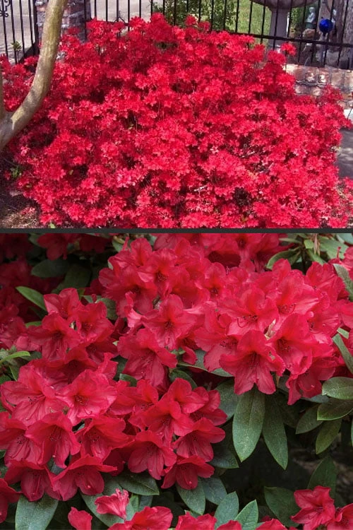 Vivid Azalea - 1 Gallon Pot 7 Vivid Azalea - 1 Gallon Pot - Image 5