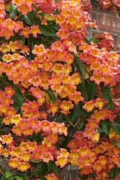 Tangerine Beauty Crossvine Bignonia - 6 Pack Of 1 Gallon Pots 21 Tangerine Beauty Crossvine Bignonia - 6 Pack Of 1 Gallon Pots -Wilson Bros Gardens bignonia capreolata tangerine beauty crossvine 100