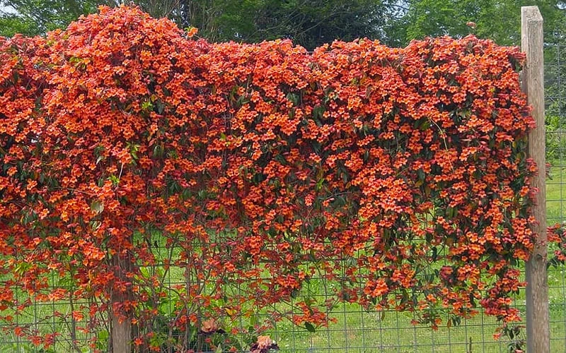 Tangerine Beauty Crossvine Bignonia - 6 Pack Of 1 Gallon Pots 9 Tangerine Beauty Crossvine Bignonia - 6 Pack Of 1 Gallon Pots - Image 7