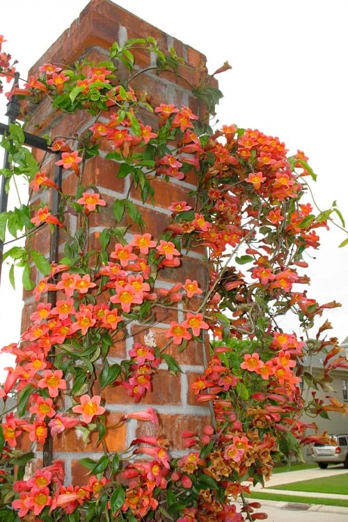 Tangerine Beauty Crossvine Bignonia - 6 Pack Of 1 Gallon Pots 10 Tangerine Beauty Crossvine Bignonia - 6 Pack Of 1 Gallon Pots - Image 8