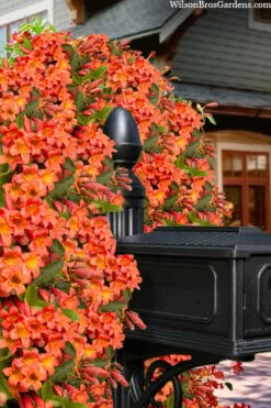 Tangerine Beauty Crossvine Bignonia - 6 Pack Of 1 Gallon Pots 20 Tangerine Beauty Crossvine Bignonia - 6 Pack Of 1 Gallon Pots -Wilson Bros Gardens bignonia capreolata tangerine beauty crossvine 103