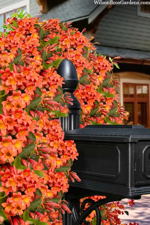 Tangerine Beauty Crossvine Bignonia - 6 Pack Of 1 Gallon Pots 11 Tangerine Beauty Crossvine Bignonia - 6 Pack Of 1 Gallon Pots - Image 9