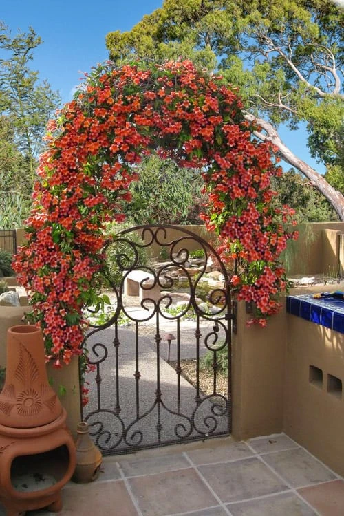 Tangerine Beauty Crossvine Bignonia - 6 Pack Of 1 Gallon Pots 8 Tangerine Beauty Crossvine Bignonia - 6 Pack Of 1 Gallon Pots - Image 6