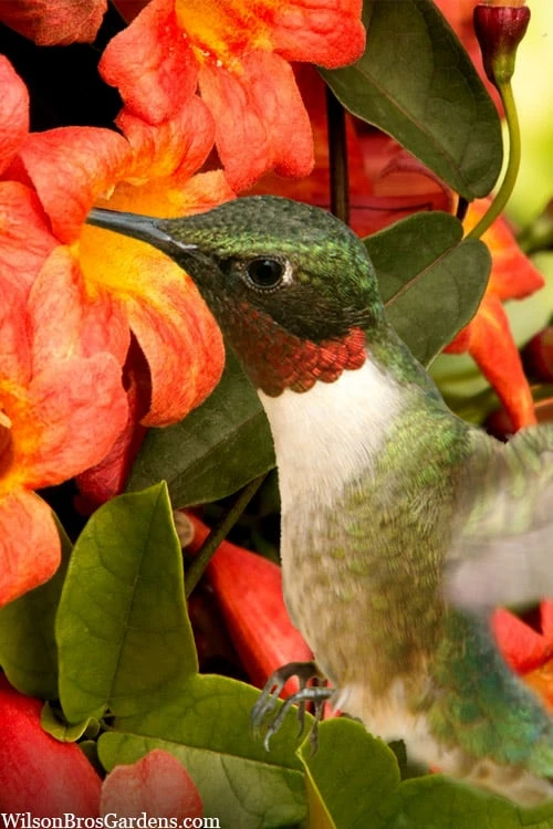 Tangerine Beauty Crossvine Bignonia - 6 Pack Of 1 Gallon Pots 7 Tangerine Beauty Crossvine Bignonia - 6 Pack Of 1 Gallon Pots - Image 5