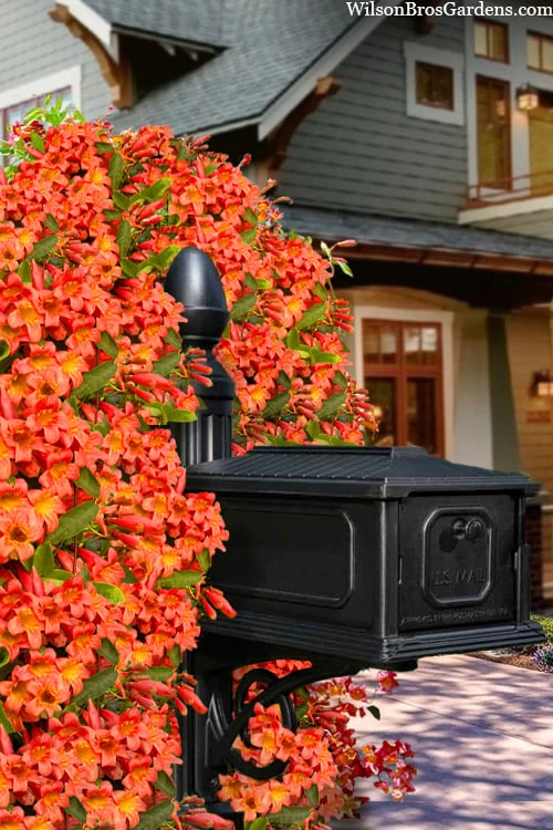 Tangerine Beauty Crossvine Bignonia - 6 Pack Of 1 Gallon Pots 3 Tangerine Beauty Crossvine Bignonia - 6 Pack Of 1 Gallon Pots