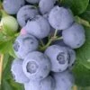 Northern Highbush Blueberry (Vaccinum Corymbosum) - 6 Pack Of 1 Gallon Pots -Wilson Bros Gardens blueberry northern highbush 3 800x500 1