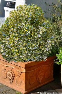 Sunburst Variegated Korean Boxwood - 1 Gallon Pot 15 Sunburst Variegated Korean Boxwood - 1 Gallon Pot -Wilson Bros Gardens boxwood sunburst golden 11