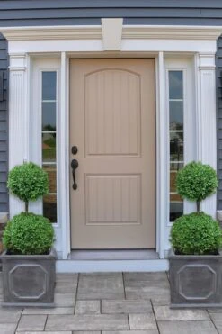 Common Boxwood 2-Ball Poodle Tier Topiary (Buxus Sempervirens) - 3 Gallon Pot (Short) 9 Common Boxwood 2-Ball Poodle Tier Topiary (Buxus Sempervirens) - 3 Gallon Pot (Short) -Wilson Bros Gardens boxwood two ball poodle tier 2