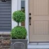 Common Boxwood 2-Ball Poodle Tier Topiary (Buxus Sempervirens) - 3 Gallon Pot (Short) -Wilson Bros Gardens boxwood two ball poodle tier 3