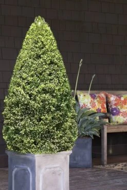 Variegated Boxwood (Buxus Sempervirens 'Aureovariegata') - 5 Gallon Pot -Wilson Bros Gardens boxwood variegated cone 2