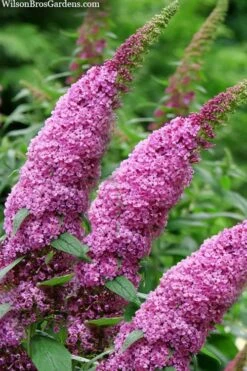 Pugster Pinker Butterfly Bush (Buddleia) - 3 Gallon Pot -Wilson Bros Gardens buddleai pugster pinker butterfly bush 1