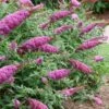 Pugster Pinker Butterfly Bush (Buddleia) - 3 Gallon Pot -Wilson Bros Gardens buddleai pugster pinker butterfly bush 2