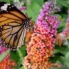 BiColor Butterfly Bush (Buddleia X Weyeriana) - 1 Gallon Pot -Wilson Bros Gardens butterfly bush bicolor 1