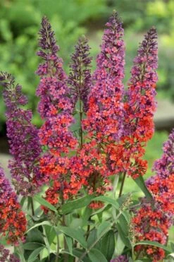 BiColor Butterfly Bush (Buddleia X Weyeriana) - 1 Gallon Pot -Wilson Bros Gardens butterfly bush bicolor 3