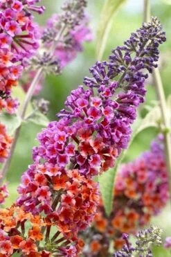 BiColor Butterfly Bush (Buddleia X Weyeriana) - 1 Gallon Pot -Wilson Bros Gardens butterfly bush bicolor 5
