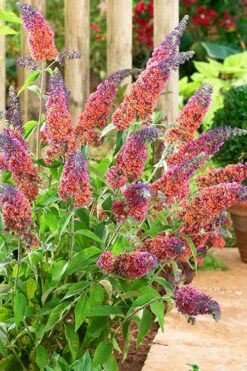 BiColor Butterfly Bush (Buddleia X Weyeriana) - 1 Gallon Pot -Wilson Bros Gardens butterfly bush bicolor 6
