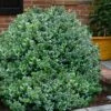 Gordo Boxwood - 5 Pack Of Quart Pots 1 Gordo Boxwood - 5 Pack Of Quart Pots -Wilson Bros Gardens buxus gordo boxwood 1
