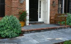 Gordo Boxwood - 5 Pack Of Quart Pots 14 Gordo Boxwood - 5 Pack Of Quart Pots -Wilson Bros Gardens buxus gordo boxwood 2