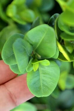 Gordo Boxwood - 5 Pack Of Quart Pots 12 Gordo Boxwood - 5 Pack Of Quart Pots -Wilson Bros Gardens buxus gordo boxwood 3