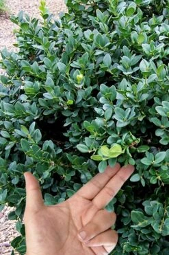 Gordo Boxwood - 5 Pack Of Quart Pots 13 Gordo Boxwood - 5 Pack Of Quart Pots -Wilson Bros Gardens buxus gordo boxwood 4