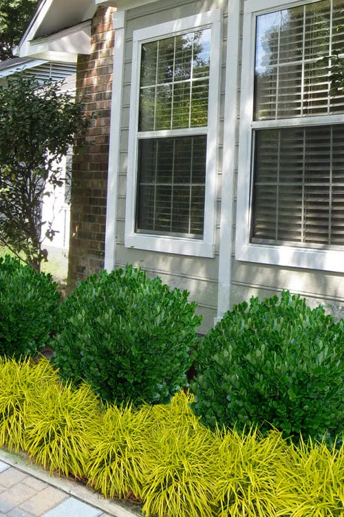 Richard Boxwood (Buxus Harlandii) - 3 Gallon Pot 6 Richard Boxwood (Buxus Harlandii) - 3 Gallon Pot - Image 4