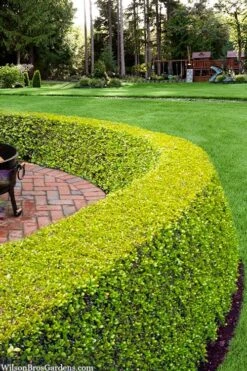 Golden Triumph Variegated Dwarf Boxwood - 3 Gallon Pot -Wilson Bros Gardens buxus microphylla golden triumph boxwood hedge 2 1