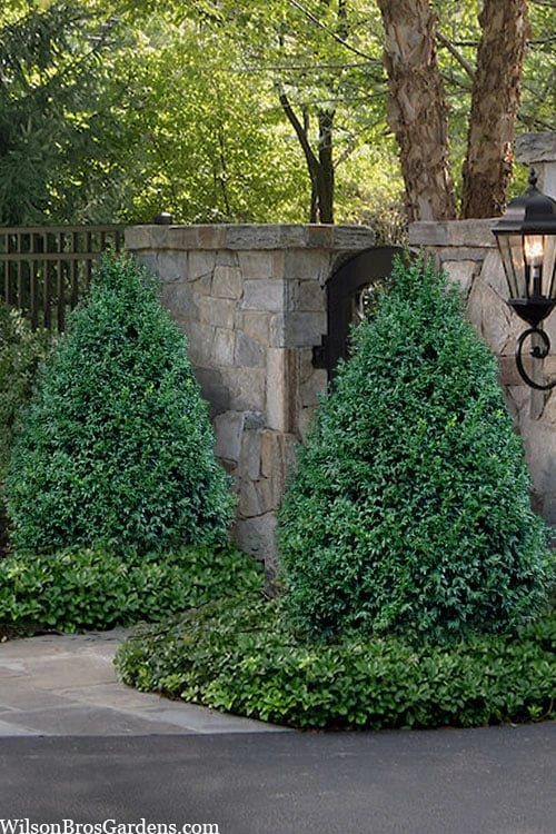 John Baldwin Boxwood - 1 Gallon Pot 3 John Baldwin Boxwood - 1 Gallon Pot