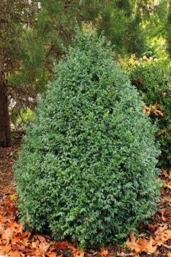 John Baldwin Pyramidal Boxwood - 3 Gallon Pot -Wilson Bros Gardens buxus microphylla john baldwin boxwood 6 1