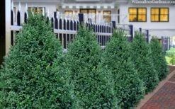 John Baldwin Boxwood - 1 Gallon Pot 11 John Baldwin Boxwood - 1 Gallon Pot -Wilson Bros Gardens buxus microphylla john baldwin boxwood 8