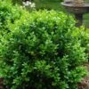 Little Missy Dwarf Boxwood - 5 Pack Of Quart Pots -Wilson Bros Gardens buxus microphylla little missy dwarf boxwood 1