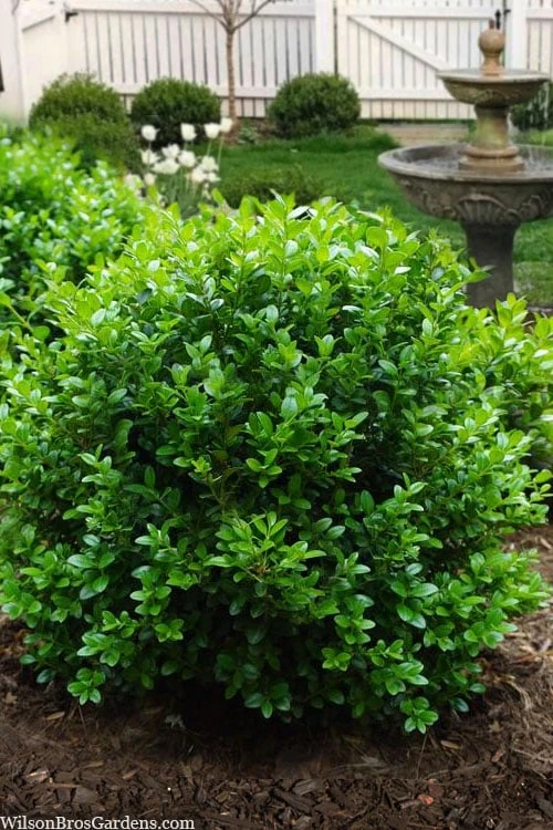 Little Missy Dwarf Boxwood - 3 Gallon Pot 3 Little Missy Dwarf Boxwood - 3 Gallon Pot