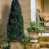 Arctic Emerald Columnar Boxwood - 1 Gallon Pot -Wilson Bros Gardens buxus sempervirens arctic emerald boxwood 101 1