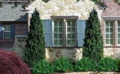 Arctic Emerald Columnar Boxwood - 6 Pack Of 1 Gallon Pots 12 Arctic Emerald Columnar Boxwood - 6 Pack Of 1 Gallon Pots -Wilson Bros Gardens buxus sempervirens arctic emerald boxwood 103