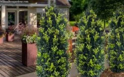 Arctic Emerald Columnar Boxwood - 6 Pack Of 1 Gallon Pots 13 Arctic Emerald Columnar Boxwood - 6 Pack Of 1 Gallon Pots -Wilson Bros Gardens buxus sempervirens arctic emerald boxwood 105