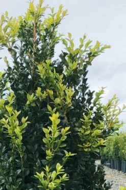 Arctic Emerald Columnar Boxwood - 6 Pack Of 1 Gallon Pots 14 Arctic Emerald Columnar Boxwood - 6 Pack Of 1 Gallon Pots -Wilson Bros Gardens buxus sempervirens arctic emerald boxwood 12