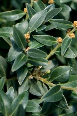 Arctic Emerald Columnar Boxwood - 1 Gallon Pot -Wilson Bros Gardens buxus sempervirens arctic emerald boxwood 16 1