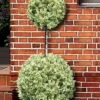 Variegated Boxwood 2-Ball Poodle Tier Topiary - 5 Gallon Pot -Wilson Bros Gardens buxus sempervirens aureovariegata boxwood 2 ball poodle tier 7