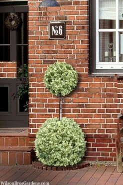 Variegated Boxwood 2-Ball Poodle Tier Topiary - 5 Gallon Pot -Wilson Bros Gardens buxus sempervirens aureovariegata boxwood 2 ball poodle tier 8