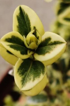 Variegated Boxwood (Buxus Sempervirens 'Aureovariegata') - 2 Gallon Pot - SALE -Wilson Bros Gardens buxus sempervirens aureovariegata variegated boxwood 1 2