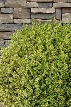 Variegated Boxwood (Buxus Sempervirens 'Aureovariegata') - 5 Gallon Pot -Wilson Bros Gardens buxus sempervirens aureovariegata variegated boxwood 10