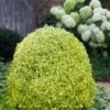 Variegated Boxwood (Buxus Sempervirens 'Aureovariegata') - 2 Gallon Pot - SALE -Wilson Bros Gardens buxus sempervirens aureovariegata variegated boxwood 5 1