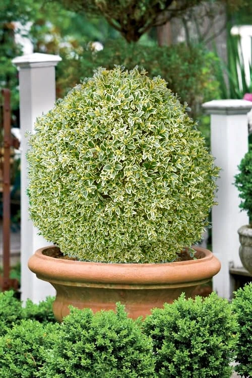 Elegans Variegated Boxwood - Buxus Sempervirens 'Elegantissima' - 3 Gallon Pot 6 Elegans Variegated Boxwood - Buxus Sempervirens 'Elegantissima' - 3 Gallon Pot - Image 4