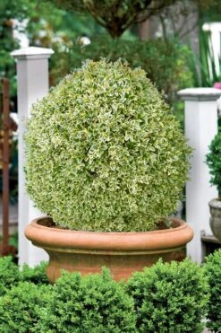 Elegans Variegated Boxwood - Buxus Sempervirens 'Elegantissima' - 6 Pack Of 1 Gallon Pots 11 Elegans Variegated Boxwood - Buxus Sempervirens 'Elegantissima' - 6 Pack Of 1 Gallon Pots -Wilson Bros Gardens buxus sempervirens elegantissima variegated boxwood 101