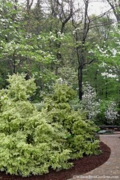 Elegans Variegated Boxwood - Buxus Sempervirens 'Elegantissima' - 6 Pack Of 1 Gallon Pots 13 Elegans Variegated Boxwood - Buxus Sempervirens 'Elegantissima' - 6 Pack Of 1 Gallon Pots -Wilson Bros Gardens buxus sempervirens elegantissima variegated boxwood 102