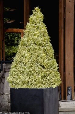 Elegans Variegated Boxwood - Buxus Sempervirens 'Elegantissima' - 2 Gallon Pot -Wilson Bros Gardens buxus sempervirens elegantissima variegated boxwood 105 3