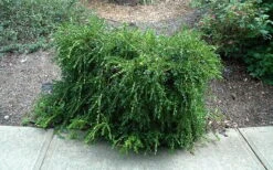 Unraveled Weeping Boxwood - 3 Gallon Pot -Wilson Bros Gardens buxus sempervirens unraveled weeping boxwood 7