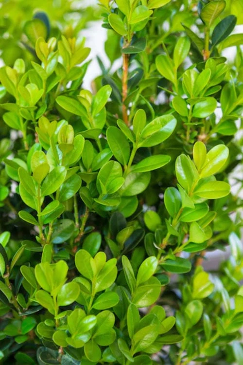 Winterstar Boxwood - 1 Gallon Pot 7 Winterstar Boxwood - 1 Gallon Pot - Image 5