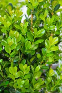 Winterstar Boxwood - 2 Gallon Pot 12 Winterstar Boxwood - 2 Gallon Pot -Wilson Bros Gardens buxus winterstar boxwood 1
