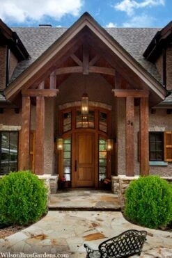 Winterstar Boxwood - 1 Gallon Pot 11 Winterstar Boxwood - 1 Gallon Pot -Wilson Bros Gardens buxus winterstar boxwood 3 1